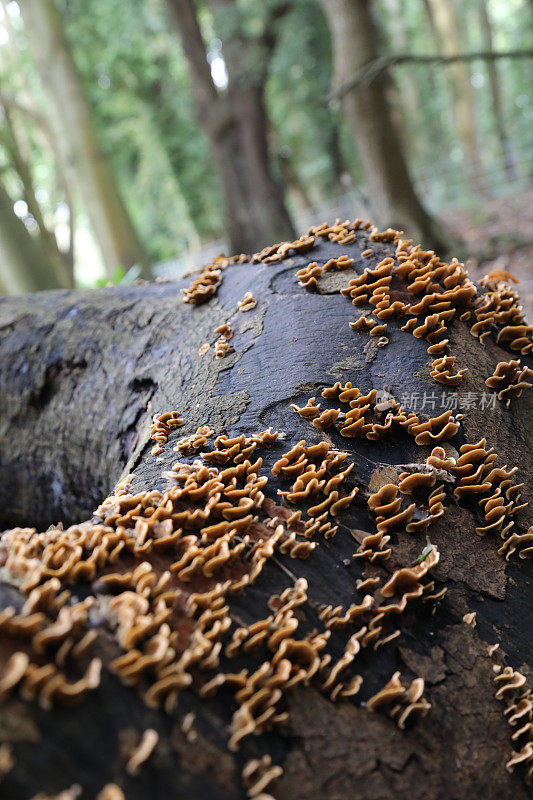 落在原木上的一排排真菌“毛茸茸的帘壳”(Stereum hirsutum